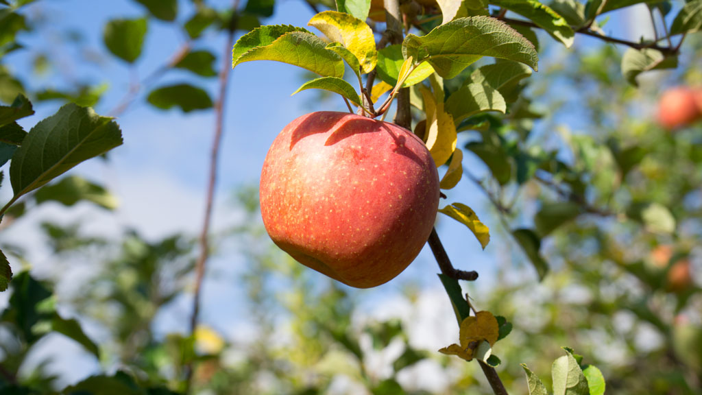 果実庭のりんご