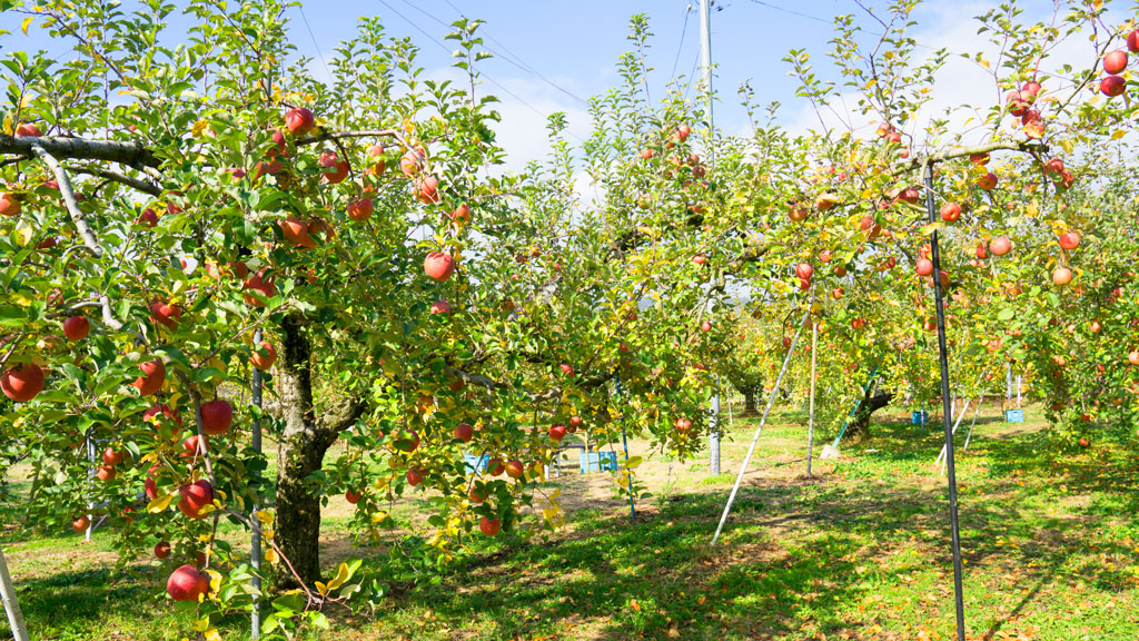果実庭のりんご園