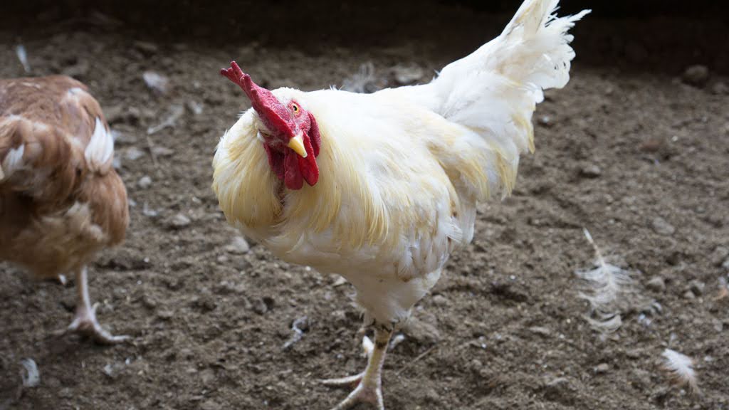 田中崇士さん（自然恵みファームズ）