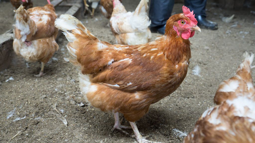 田中崇士さん（自然恵みファームズ）