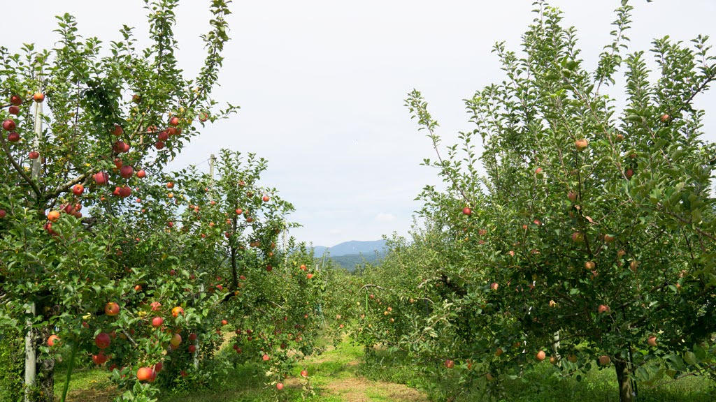 若林幸恵さん（明誠堂　くすりのわかばやし）