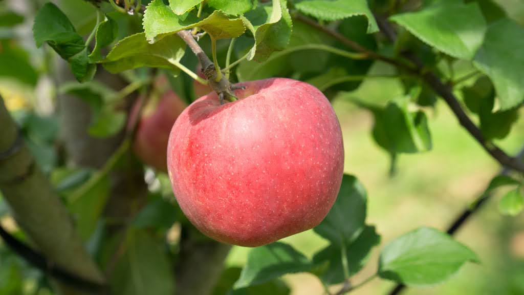 若林幸恵さん（明誠堂　くすりのわかばやし）